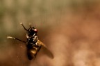 Fly Fly