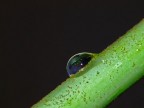 Macro goccia