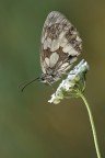 Melanargia Galatea (+altra scattata in ombra)