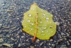 foglia foglia
