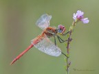Sympetrum fonscolombii maschio