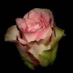 rosa rosa