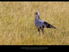 Serpentario Serpentario