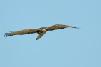 Poiana Buteo buteo Poiana Buteo buteo