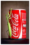 macro pop macro pop