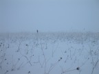 Prato sepolto dalla neve Prato sepolto dalla neve