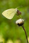 pieris brassicae.... pieris brassicae....