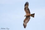Nibbio bruno(Milvus migrans) Nibbio bruno(Milvus migrans)