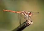 Sympetrum sanguineum 2