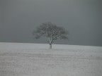 Albero solitario