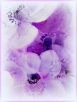 Grazie dei fiori... Grazie dei fiori...