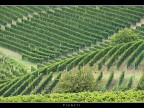Vigneti # 2