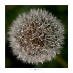 voler� al primo soffio di vento