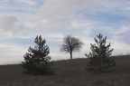 hill of trees hill of trees
