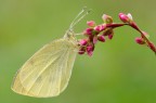 Pieris d'ottobre... Pieris d'ottobre...