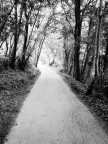 una strada nel bosco una strada nel bosco