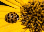 Topinambur Topinambur