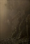 Fitzcarraldo Fitzcarraldo