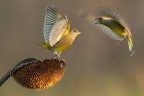 Verdone invasore Verdone invasore