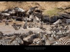 La grande migrazione La grande migrazione