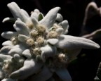 STELLA ALPINA STELLA ALPINA