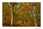 Primi colori dell'autunno Primi colori dell'autunno