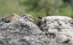 "IL Chiodo" nella Roccia "IL Chiodo" nella Roccia