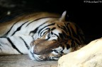 Tigre allo Zoo Tigre allo Zoo