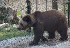 Orso Pensieroso.