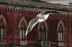 gabbiano in volo... gabbiano in volo...