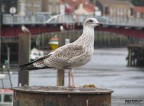 Whitby bird Whitby bird