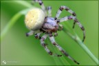 Araneae Araneae