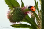 Ladybug 3