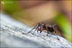 Angry ant Angry ant