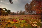 Colori d'autunno stagno della Torrazza Colori d'autunno stagno della Torrazza