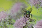 Mosca verde Mosca verde