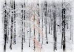 Prima Neve Prima Neve