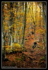 MTB|Monet MTB|Monet