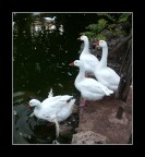 Le papere nello stagno