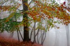 Nel bosco.... Nel bosco....