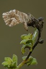 Cacyreus Marshalli (femmina) Cacyreus Marshalli (femmina)