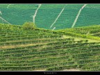 Vigneti # 4 Vigneti # 4