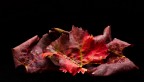 I colori dell'autunno 2 I colori dell'autunno 2