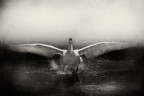 simbolo di eleganza e maestositā: il cigno reale simbolo di eleganza e maestositā: il cigno reale
