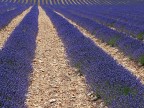 Provenza # 9 - Lavanda