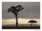 Alberi e nuvole Alberi e nuvole
