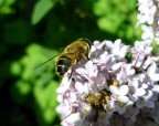 109 Che cerchi. piccola, sul fiore....? 109 Che cerchi. piccola, sul fiore....?