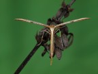 Emmelina monodactyla Emmelina monodactyla