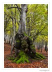 Bosco delle Cese (particolare) Bosco delle Cese (particolare)