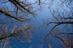 Alberi Alberi
